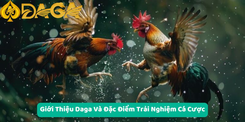 Giới thiệu Daga và đặc điểm trải nghiệm cá cược