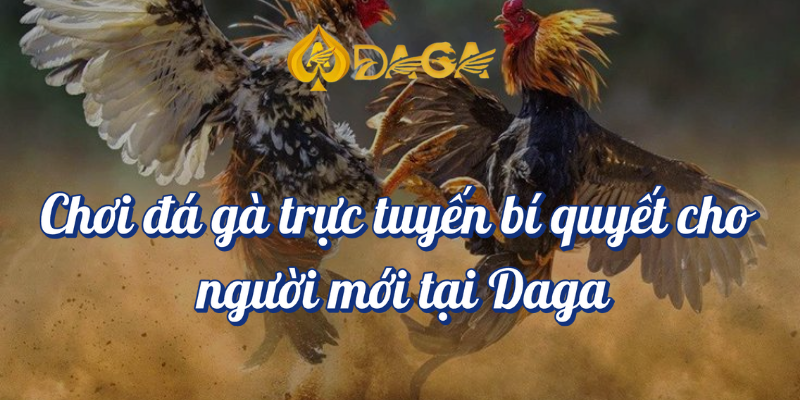Chơi đá gà trực tuyến bí quyết cho người mới tại Daga 5 Chơi đá gà trực tuyến bí quyết cho người mới
