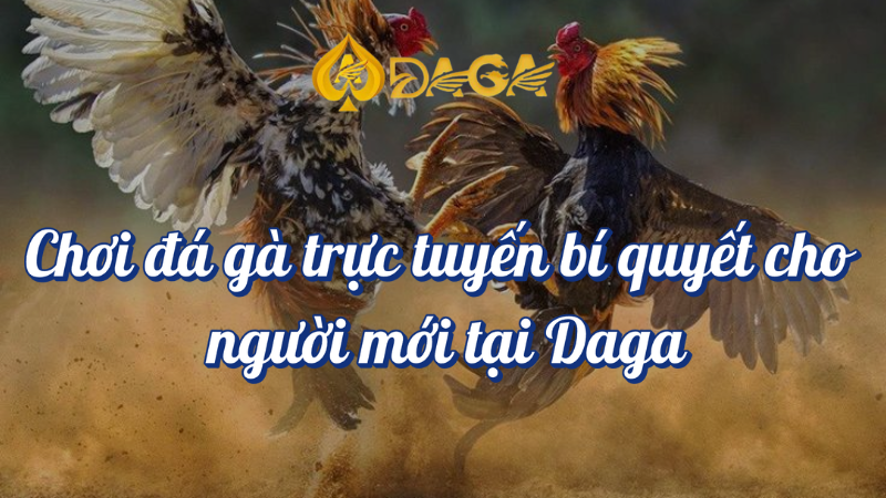 Chơi đá gà trực tuyến bí quyết cho người mới tại Daga