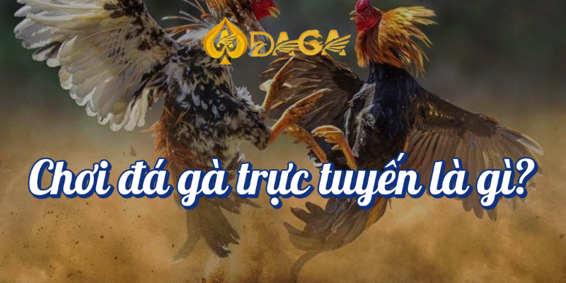 Chơi đá gà trực tuyến bí quyết cho người mới tại Daga 2 Chơi đá gà trực tuyến là gì?