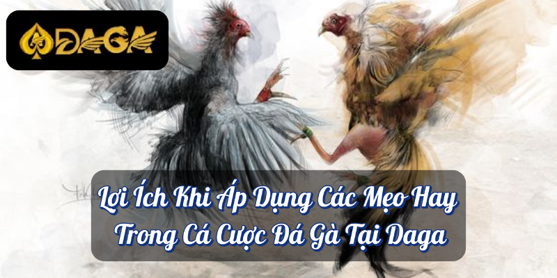 Xem Đá Gà – Trải Nghiệm Truyền Thống và Cơ Hội Cá Cược Daga 4 Lợi Ích Khi Áp Dụng Các Mẹo Hay Trong Cá Cược Đá Gà Tại Daga