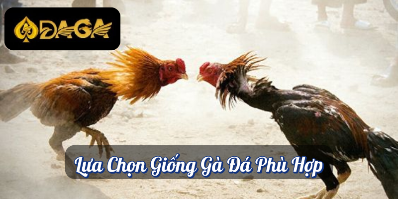 Cách Nuôi Gà Đá Tại Daga – Cách Nuôi Gà Đá Khoẻ Mạnh, Lỳ Đòn 2 Lựa Chọn Giống Gà Đá Phù Hợp