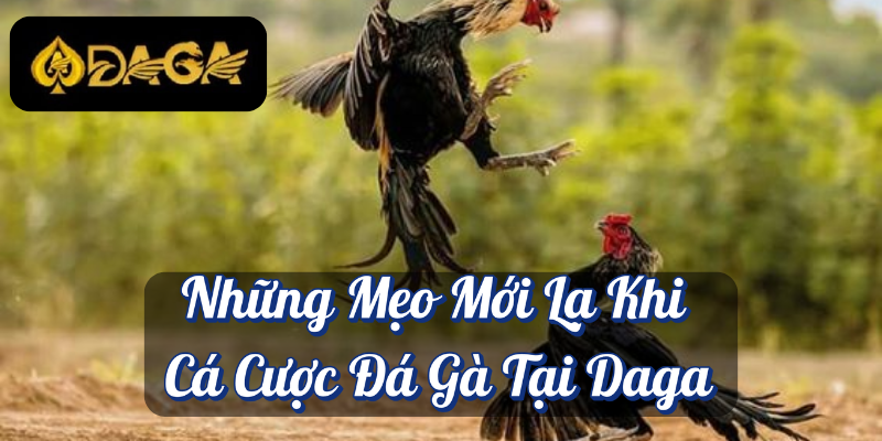 Xem Đá Gà – Trải Nghiệm Truyền Thống và Cơ Hội Cá Cược Daga 3 Những Mẹo Mới Lạ Khi Cá Cược Đá Gà Tại Daga