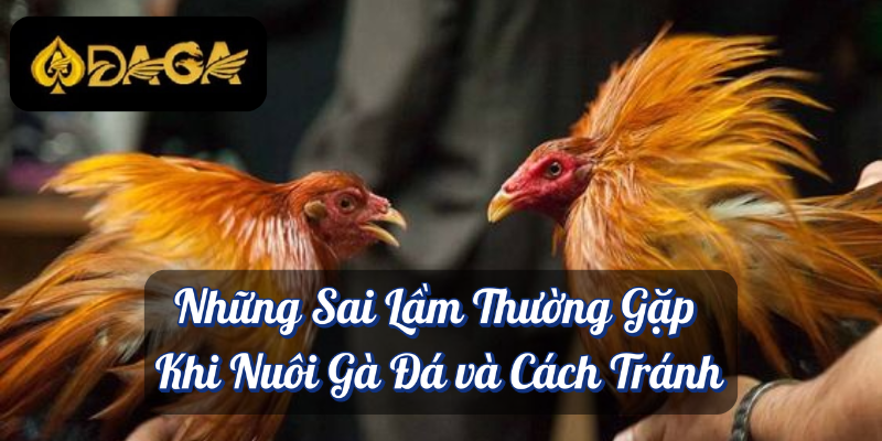 Cách Nuôi Gà Đá Tại Daga – Cách Nuôi Gà Đá Khoẻ Mạnh, Lỳ Đòn 4 Những Sai Lầm Thường Gặp Khi Nuôi Gà Đá và Cách Tránh
