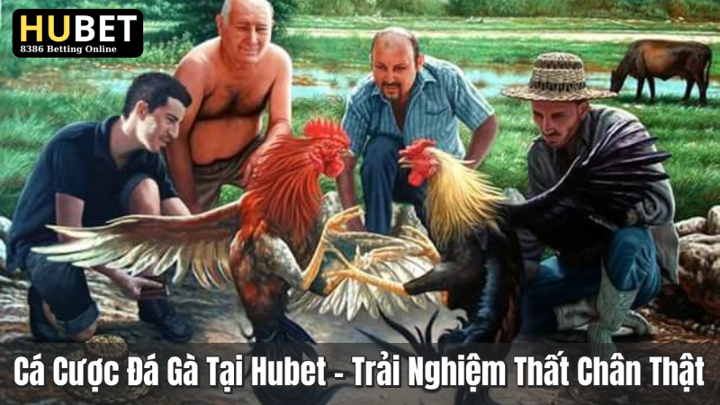 Cá Cược Đá Gà Tại Hubet - Trải Nghiệm Thật Chân Thật